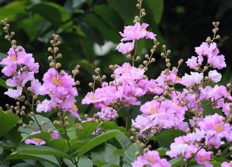 紫薇花种植|紫薇花种子种植方法和时间